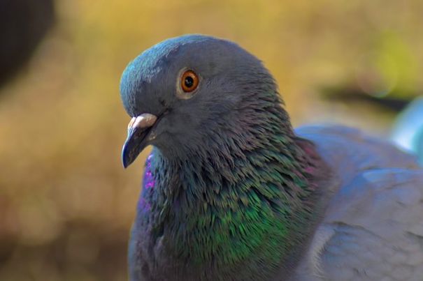 Refugio Puro Amor - ¿Qué hacemos?
Somos un proyecto de refugio animal en Barcelona que esta trabajando en la construcció... | Recaudación de fondos en Coral